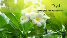  Presentation with jasmine flower - Slide set enhanced with frangipani flowers background and a yellow colored foreground