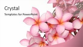  Presentation with frangipani flowers - Slide deck consisting of frangipani flowers background and a white colored foreground