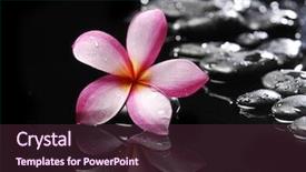  Presentation with black abstract - Beautiful theme featuring frangipani on black -abstract background backdrop and a tawny brown colored foreground