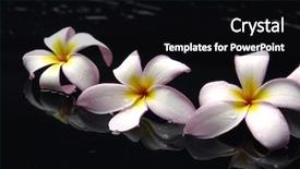  Presentation with black abstract - Theme featuring frangipani on black -abstract background background and a black colored foreground