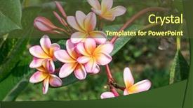  Presentation with plumeria - Amazing presentation theme having frangipani or plumeria tropical flower backdrop and a tawny brown colored foreground