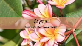  Presentation with plumeria - Presentation consisting of frangipani or plumeria tropical flower background and a coral colored foreground