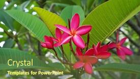  Presentation with plumeria - PPT theme with frangipani-or-plumeria-tropical-flower background and a tawny brown colored foreground