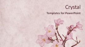  Presentation with grunge flower - Slide deck having frangipani or plumeria tropical flower background and a lemonade colored foreground