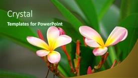  Presentation with plumeria - Audience pleasing presentation theme consisting of frangipani or plumeria tropical flower backdrop and a forest green colored foreground