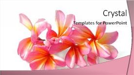  Presentation with plumeria - Audience pleasing PPT theme consisting of frangipani or plumeria tropical flower backdrop and a white colored foreground