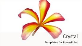  Presentation with plumeria - Beautiful slide set featuring frangipani or plumeria tropical flower backdrop and a sky blue colored foreground