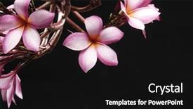  Presentation with plumeria - Audience pleasing slides consisting of frangipani plumeria against a black backdrop and a black colored foreground