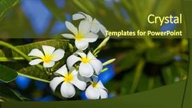  Presentation with plumeria - Cool new slide deck with frangipani plumeria flower - symbol backdrop and a tawny brown colored foreground