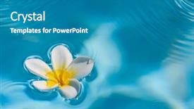  Presentation with plumeria - Slides with frangipani plumeria flower floating background and a teal colored foreground