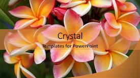  Presentation with plumeria - PPT theme featuring frangipani plumeria flower background and a gold colored foreground