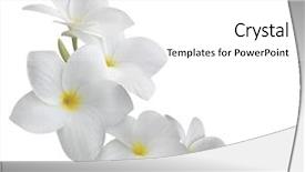  Presentation with frangipani flowers - Slides enhanced with frangipani plumeria flowers isolated background and a white colored foreground