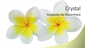  Presentation with frangipani flowers - Audience pleasing presentation theme consisting of frangipani plumeria flowers isolated backdrop and a white colored foreground
