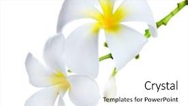  Presentation with frangipani flowers - Presentation having frangipani spa flowers border plumeria background and a white colored foreground