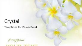  Presentation with frangipani flowers - PPT theme featuring frangipani spa flowers border plumeria background and a white colored foreground