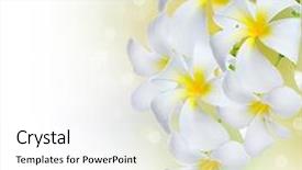  Presentation with frangipani flowers - Amazing slides having polynesian - frangipani spa flowers border plumeria backdrop and a white colored foreground