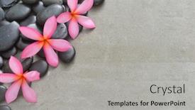  Presentation with frangipani flowers - Presentation design consisting of frangipani spa flowers in pile black stones on gray background background and a light gray colored foreground