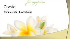  Presentation with frangipani flowers - Slides with frangipani spa flowers background and a white colored foreground