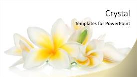  Presentation with frangipani flowers - PPT theme having frangipani spa flowers background and a white colored foreground