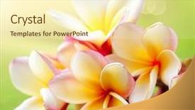  Presentation with frangipani flowers - Theme having frangipani spa plumeria flowers background and a cream colored foreground