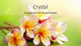  Presentation with tropical flowers - Colorful PPT theme enhanced with frangipani spa plumeria flowers backdrop and a cream colored foreground