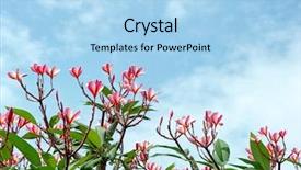  Presentation with frangipani flowers - PPT theme featuring frangipani tree tropical flowers plumeria background and a light blue colored foreground