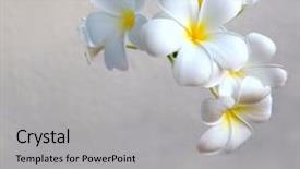  Presentation with frangipani flowers - Beautiful theme featuring frangipani tropical flowers from deciduous backdrop and a light gray colored foreground