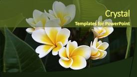  Presentation with frangipani flowers - Beautiful slides featuring frangipani tropical flowers from deciduous backdrop and a tawny brown colored foreground