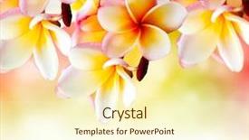  Presentation with flower border - Colorful presentation design enhanced with frangipani tropical spa flower plumeria backdrop and a cream colored foreground