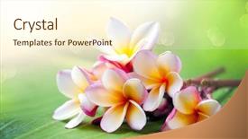  Presentation with plumeria - PPT theme having frangipani tropical spa flower plumeria background and a cream colored foreground