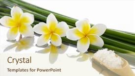  Presentation with coconut and bamboo - PPT theme featuring frangipani with bamboo grove salt background and a soft green colored foreground