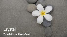  Presentation with stones - PPT theme consisting of frangipani with spa stones background and a gray colored foreground