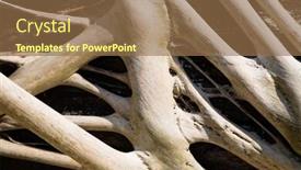  Presentation with tree roots - Slides with freakish-roots-of-a-tree background and a coral colored foreground