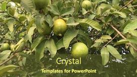  Presentation with tree farm - Presentation design with freash-organic-guavas background and a tawny brown colored foreground