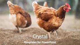  Presentation with hen - Presentation theme enhanced with free - closeup of a hen background and a coral colored foreground