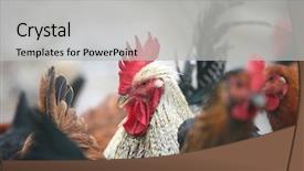  Presentation with free - PPT theme enhanced with chicken free - cockerel's head amid a flock background and a light gray colored foreground