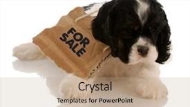  Presentation with puppy english cocker spaniel - Beautiful PPT theme featuring free adoption - american cocker spaniel puppy backdrop and a coral colored foreground