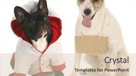  Presentation with black jack - Beautiful presentation design featuring free adoption - communication - french bulldog sitting backdrop and a lemonade colored foreground