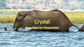  Presentation with elephant - Beautiful presentation theme featuring free africa - elephant walking through the river backdrop and a tawny brown colored foreground