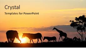  Presentation with nature sunset of colors - PPT theme having free africa - natural safari landscape in lights background and a blonde colored foreground