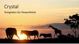  Presentation with safari - Theme consisting of free africa - natural safari landscape in lights background and a lemonade colored foreground