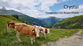  Presentation with alpine - Theme featuring free agriculture - cows grazing on an alpine background and a light blue colored foreground