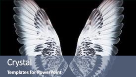  Presentation with angel wings - Theme consisting of free anatomy - angel wings isolated on black background and a ocean colored foreground