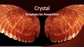  Presentation with angel wings - Presentation theme having free anatomy - angel wings isolated on black background and a wine colored foreground