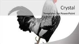 Presentation with agriculture black and white cow - Slides featuring free b - black and white rooster background and a light gray colored foreground