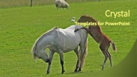  Presentation with foal - PPT layouts enhanced with free b - foal trying to climb background and a  colored foreground