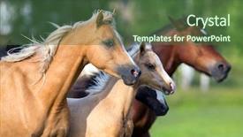  Presentation with horses - Presentation design featuring free baby - herd of horses group go background and a tawny brown colored foreground