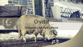  Presentation with sheep flock lambs standing - PPT layouts featuring free bible - flock of sheep in countryside background and a coral colored foreground