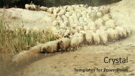  Presentation with sheep - Slides enhanced with free bible - vintage photo of flock background and a coral colored foreground