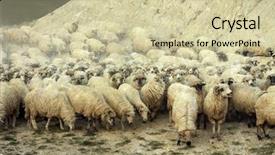  Presentation with sheep - Amazing theme having free bible - vintage photo of flock backdrop and a soft green colored foreground